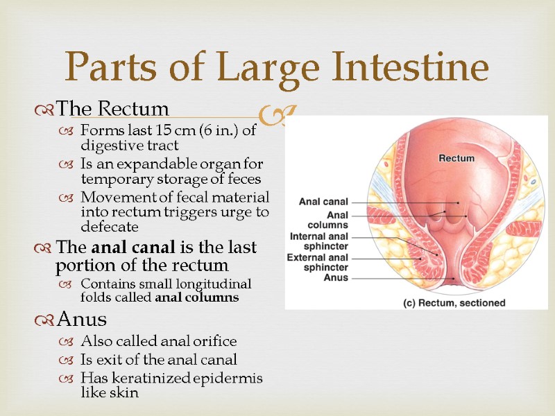 The Rectum Forms last 15 cm (6 in.) of digestive tract Is an expandable